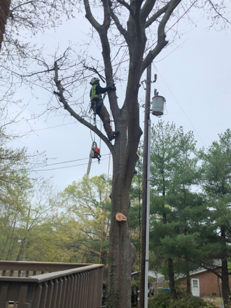 Tree Cleaning  services