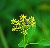 Zizia aurea - Golden Alexander Yellow flower that look a bit like a Dill flower, a small native bee is sitting on the flower. Photo by Jim Wohl.