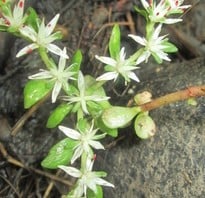 Sedum ternatum - Wildstonecrop, small succulent plant with penny sized white flowers.