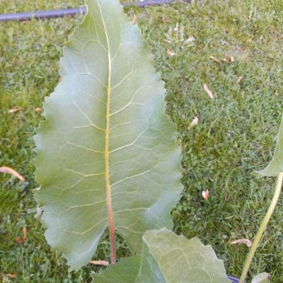 Basal leaves of Silphium 
terebinthinaceum - Prairie Dock are huge, 18 inches long and 12 inches wide.