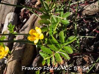 A small native ground cover  with yellow flowers the leaves resemble ferns.