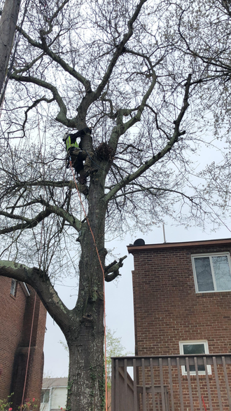 Tree Cleaning  services