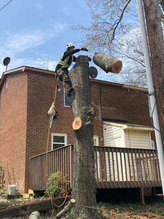 Tree Removal services