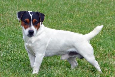 Parson Russell Terrier "Spalding" at Cher Car Kennels