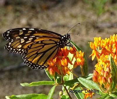 Monarch butterfly on orange Butterfly Weed - Asclepias tuberosa. By Roger Dahlin