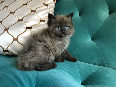 Kitten On A Turquoise Couch