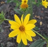 Several Helianthus strumosus yellow flowers with petals, a few  brown ones going to seed.