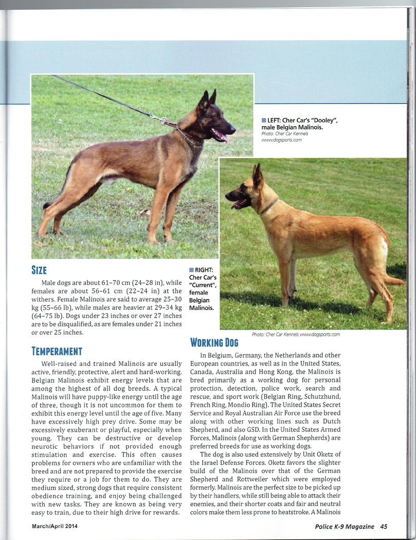Meet the Breed Belgian Malinois page 2