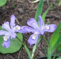 Iris cristata, Woodland Iris, two light blue iris flowers