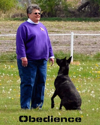 Competition Obedience