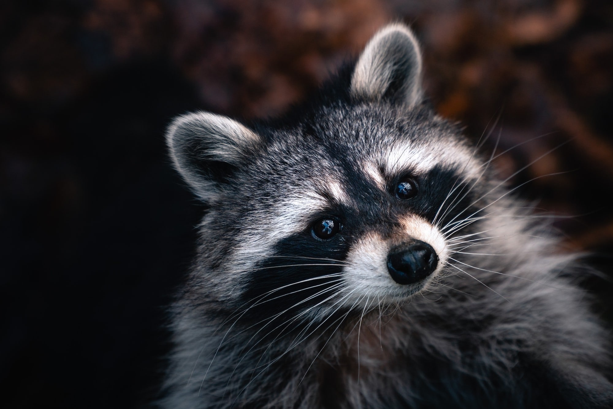 Raccoon Trapping Services in Austin, TX, Raccoon Removal Services from homes in Austin, TX, Raccoon Removal and Control in Austin, TX