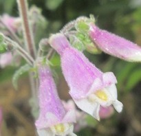 Penstemon hirsutus, three light pink flowers with white end that are the shape of Bugles Corn Chips.
