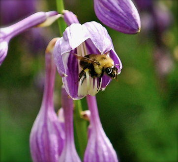 Photo of Bee in flower.