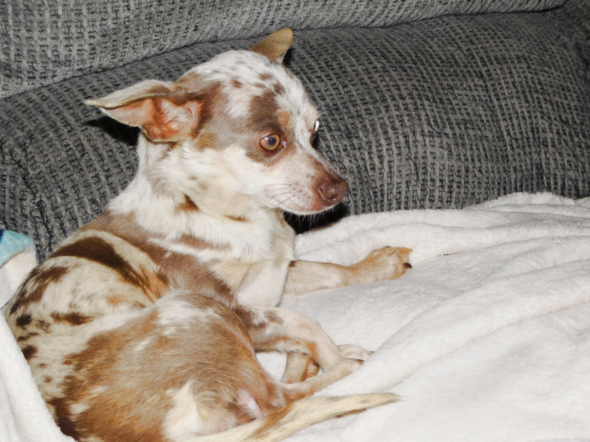 Arkansas Chihuahua breeder