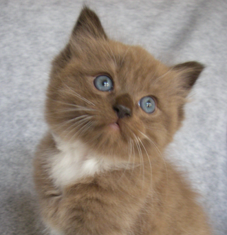 Little Kitten