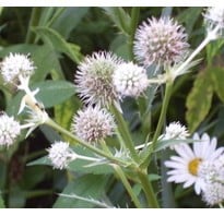 Rattlesnake master looks like dried seed heads all summer long. The white flowers in picture are daisies.
