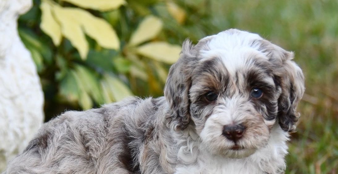 Mini aussiedoodle puppies for sale in mn