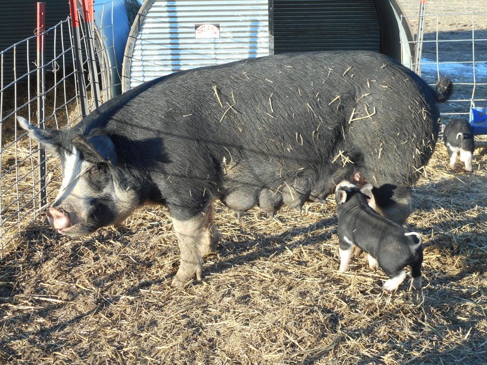 Mother And Baby Pig