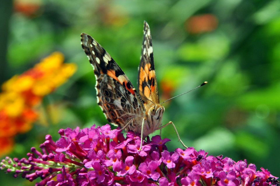Photography byAngelC. Butterfly gazing at me while resting on flowers.