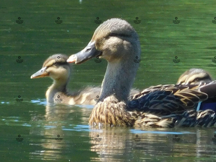 A photograph of a mother duck with one of her ducklings by Jennifer Priester.