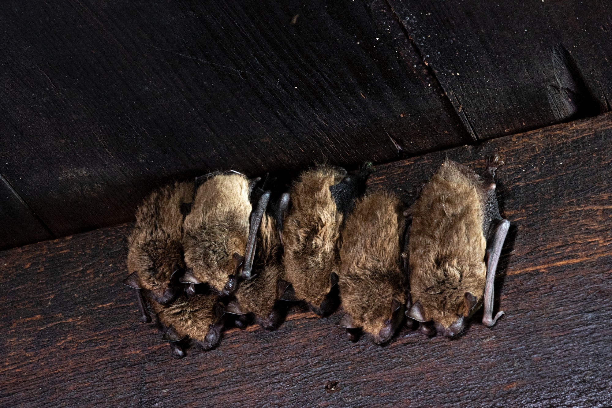 Photo of Bats