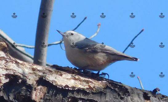 A photograph of a white-breasted nuthatch by Jennifer Priester.