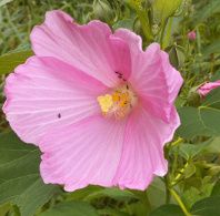 Large pink flower with five petals is Swamp Mallow, Hibiscus moscheutos.