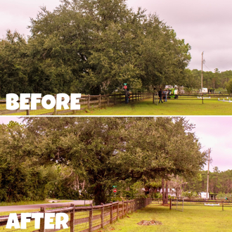 This is a before and after comparison of a large tree growing over a horse pasture fence.