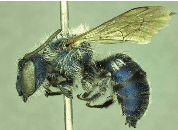 Blue Bee Feared to Be Extinct is Found in Florida