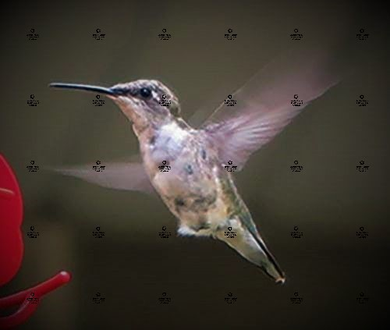 A photograph of a Ruby-throated Hummingbird in flight by Jennifer Priester.