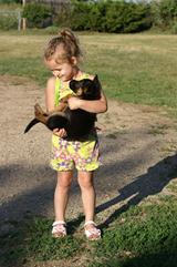 Little girl holding german shepherd puppyFemale Belgian Malinois