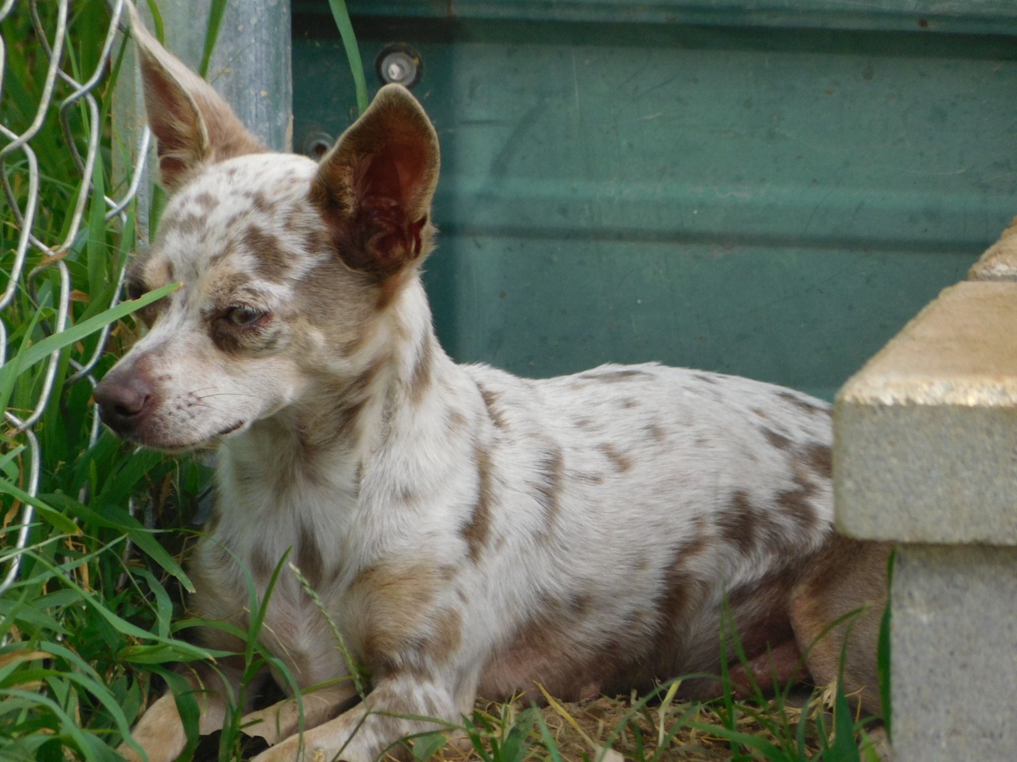 Chihuahua breeder
Arkansas chihuahua puppies for sale