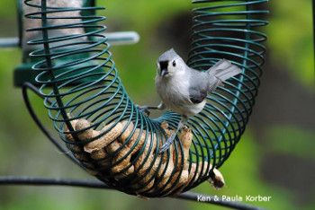  a tufted titmouse which is a small gray and white bird sitting on a wire wheel shaped bird feeder that is full of peanuts