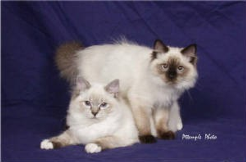 Ragdoll Cats
