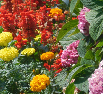 A group of colorful flowers by Jennifer Priester. It includes red, yellow, orange, and pink flowers.