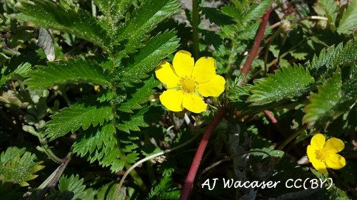 Argentina anserina - Silverweed - yellow flowers with six petals