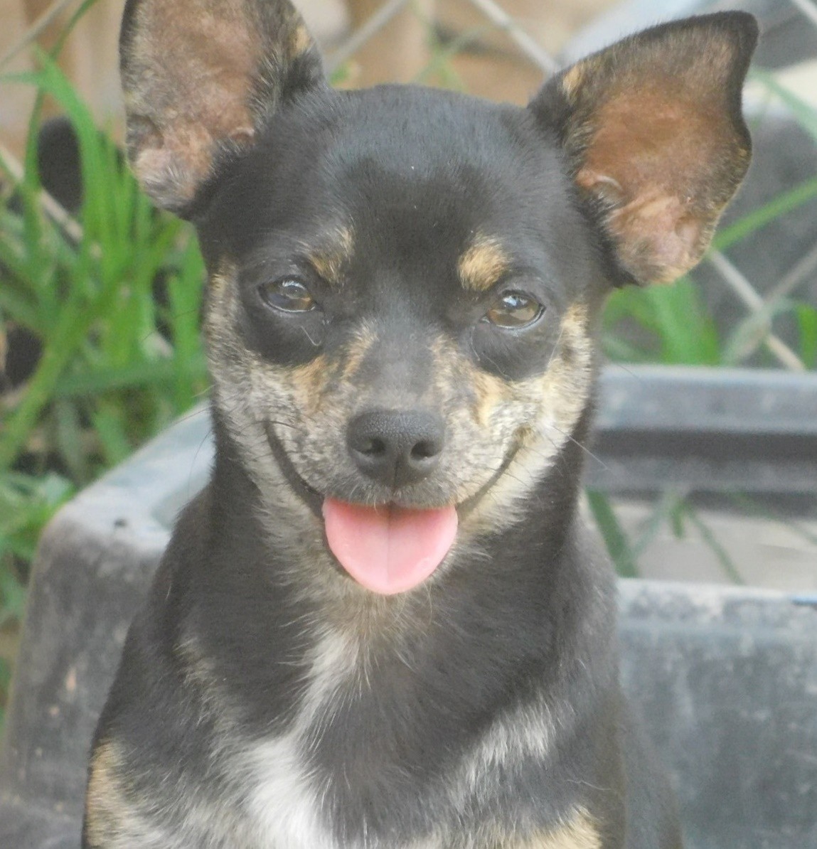 Long and short coat Chihuahua puppies for sale in Charleston, Arkansas