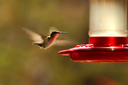 https://www.chicagobotanic.org/plantinfo/flying_jewels_gardening_hummingbirds