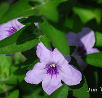 Ruellia humilis has light pinkish purple flowers with 5 petals and a dark purple center.