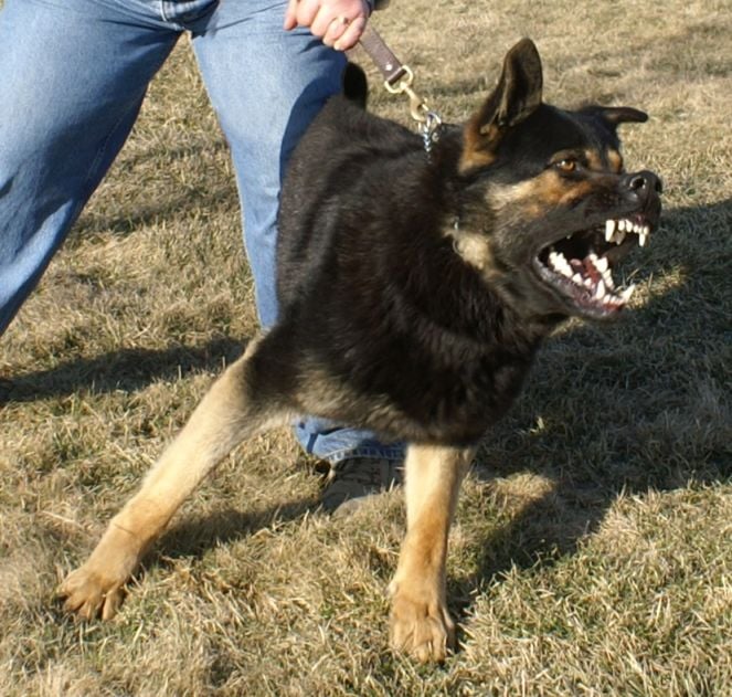 Dog showing threat behavior