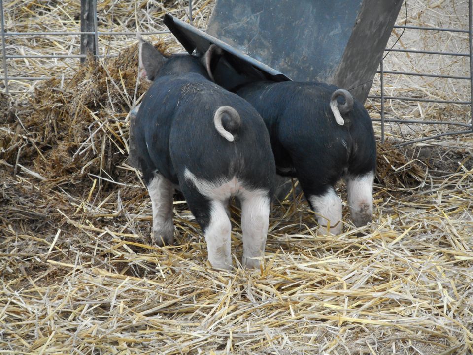 Two Piglets