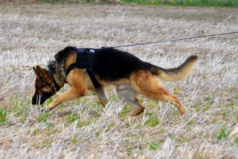 German Shepherd tracking