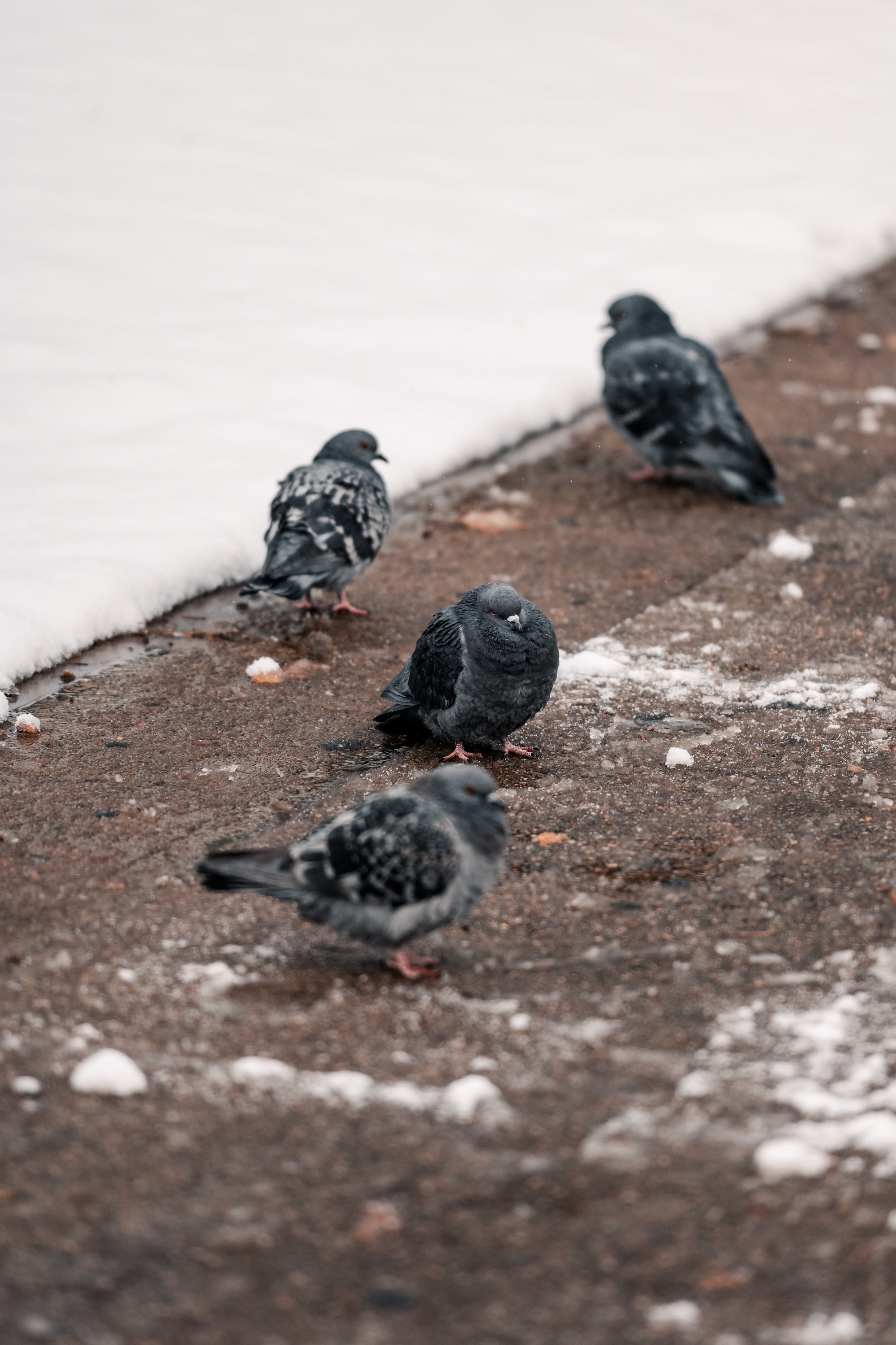Did you know that bird droppings can cause serious damage? Centex specializes in providing you with permanent bird removal services, sanitization, and cleanup