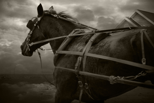 Amish Horse.