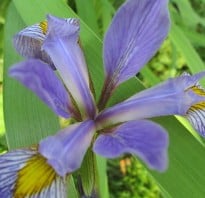 Iris versicolor , Northern Blue Flag Iris