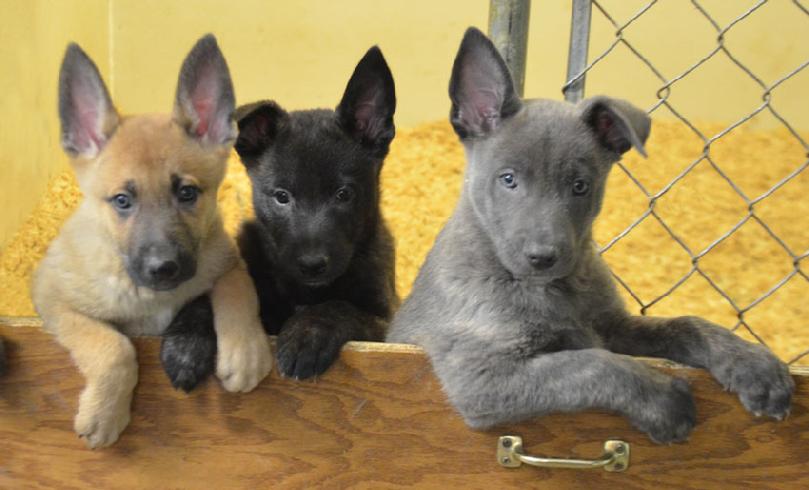 Three colors from the same Dutch Shepherd litter; fawn, black and blue.