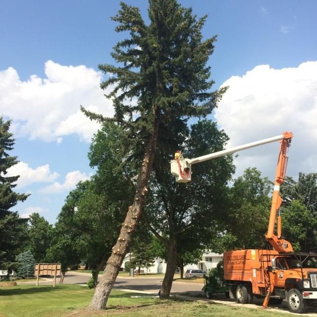 Swift Current, SK Tree Service | Tree Service S9H 4J8 | Lees Tree Care