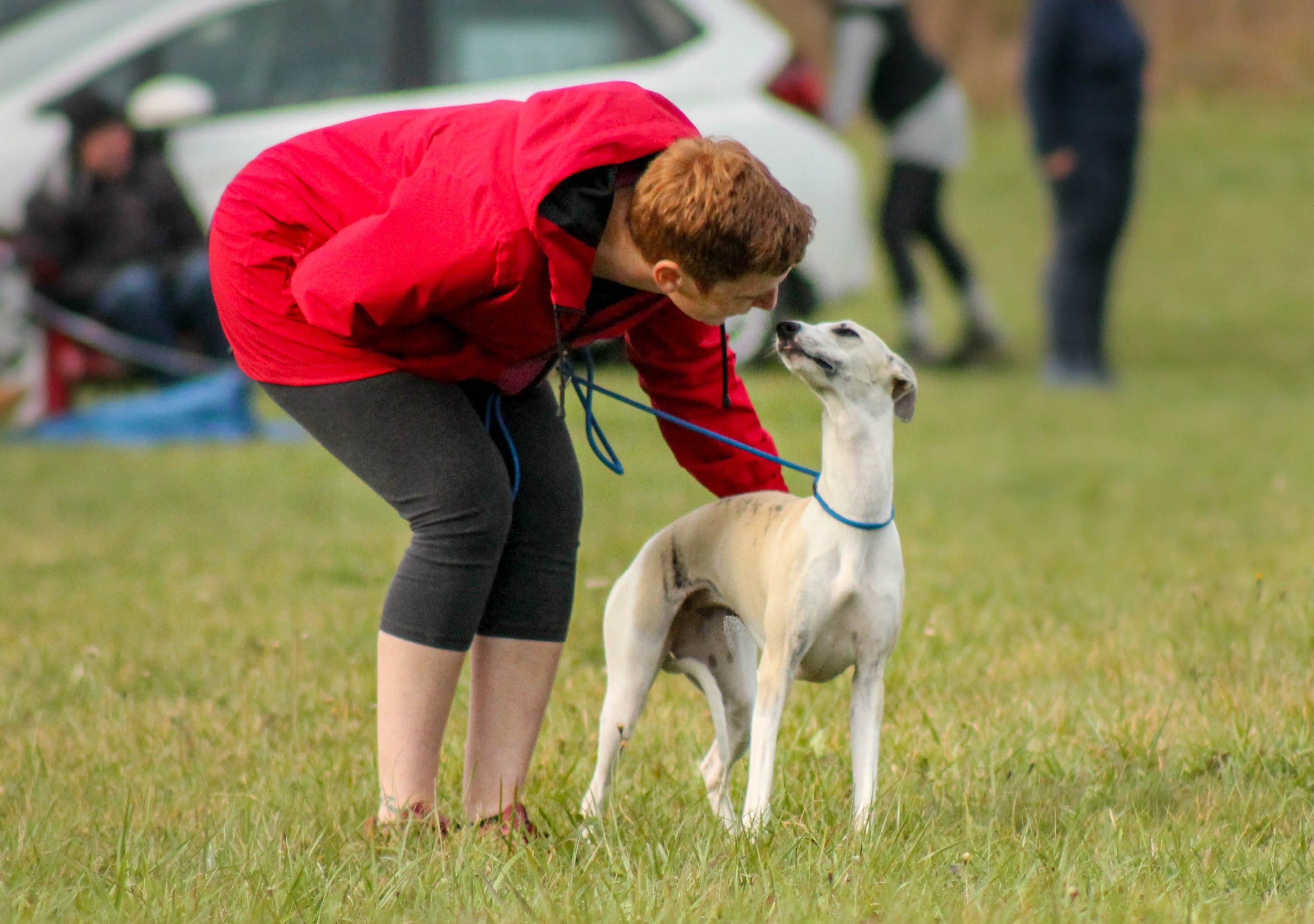 A whippet at a lure couring trial