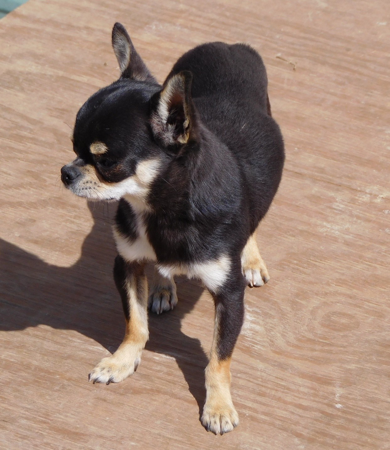 Arkansas breeder of top quality Chihuahuas.
Chihuahua puppies for sale.
