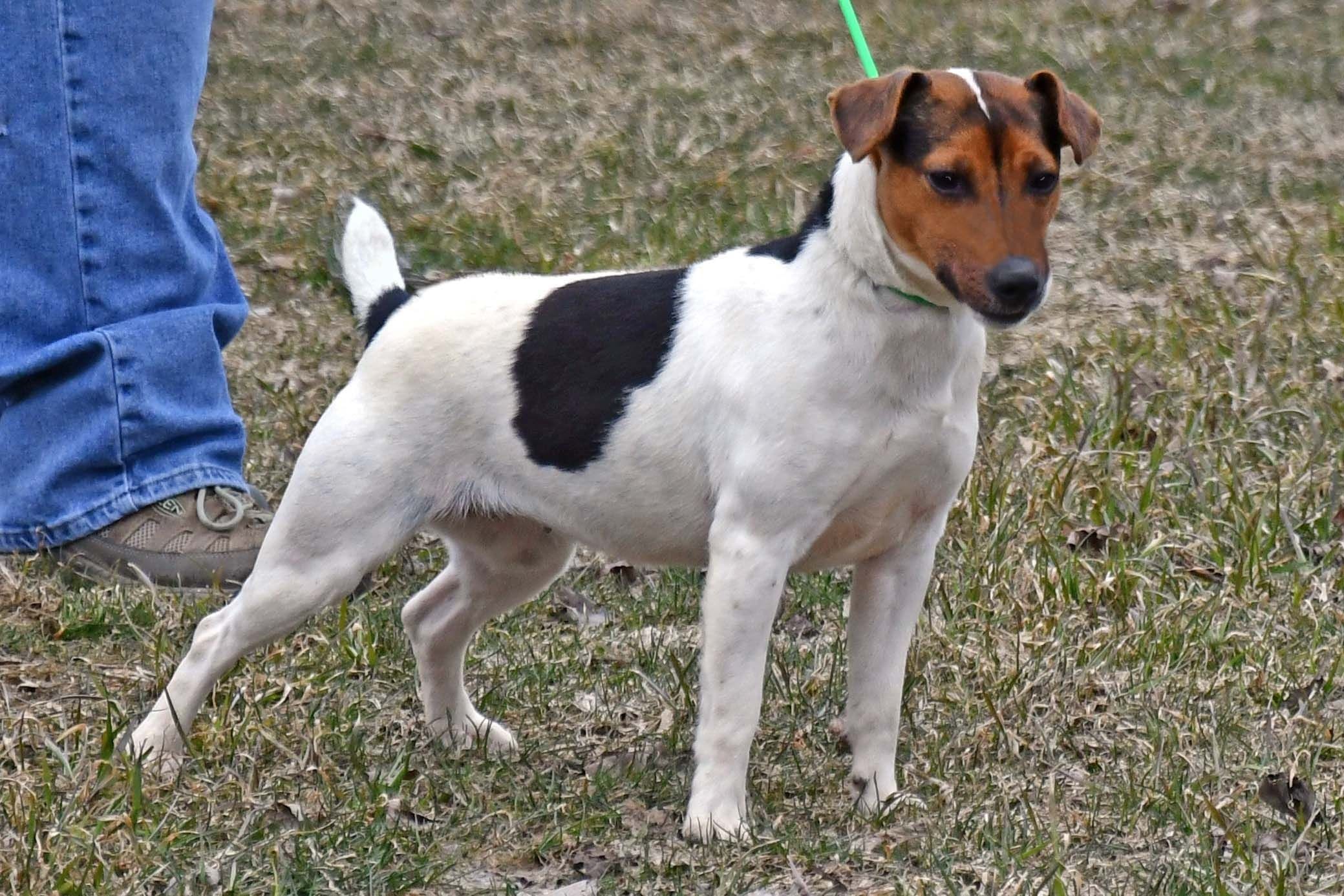 Parson Russell Terrier "Riley" at Cher Car Kennels
